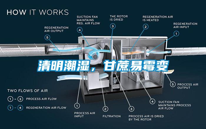 清明潮濕，甘蔗易霉變